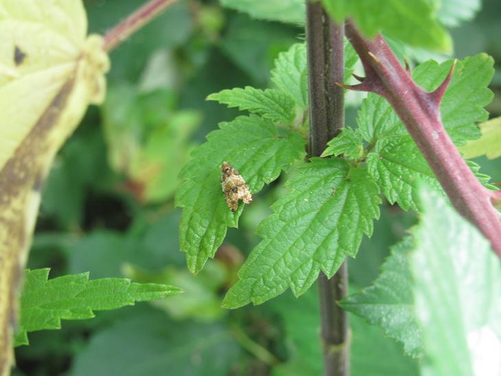 Celypha cfr. flavipalpana